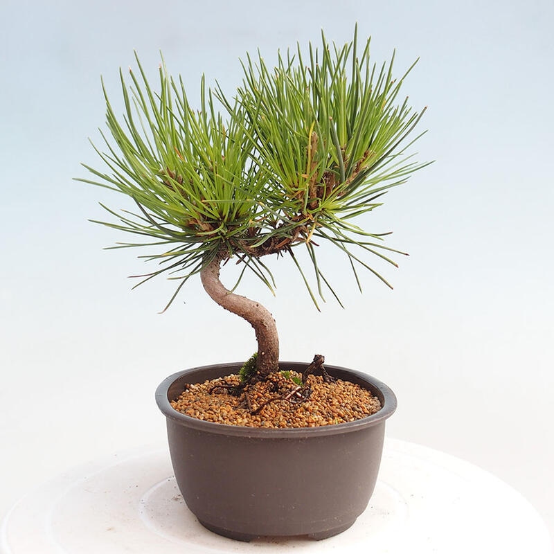 Venkovní bonsai - Pinus thunbergii - Borovice thunbergova