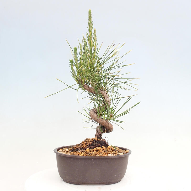 Venkovní bonsai - Pinus thunbergii - Borovice thunbergova