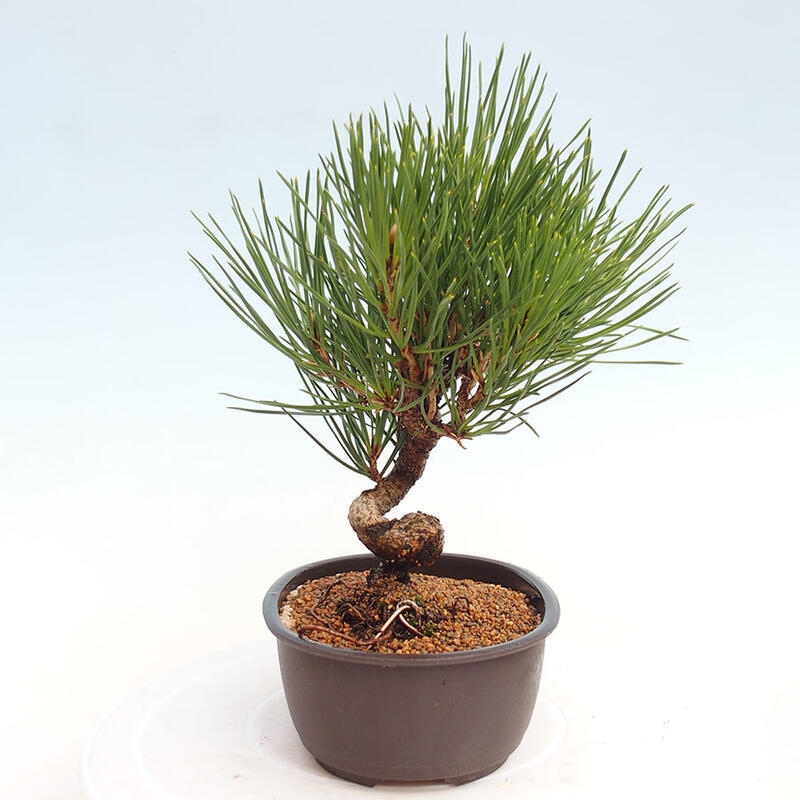 Venkovní bonsai - Pinus thunbergii - Borovice thunbergova