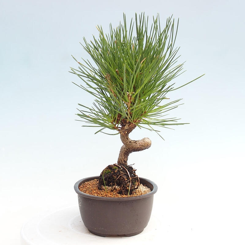 Venkovní bonsai - Pinus thunbergii - Borovice thunbergova