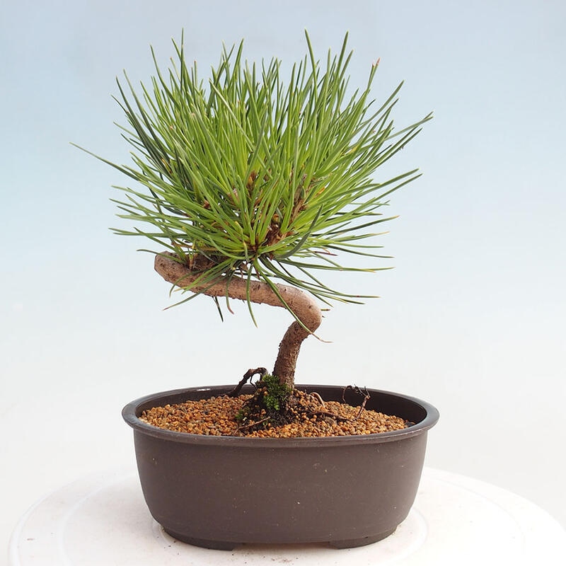 Venkovní bonsai - Pinus thunbergii - Borovice thunbergova