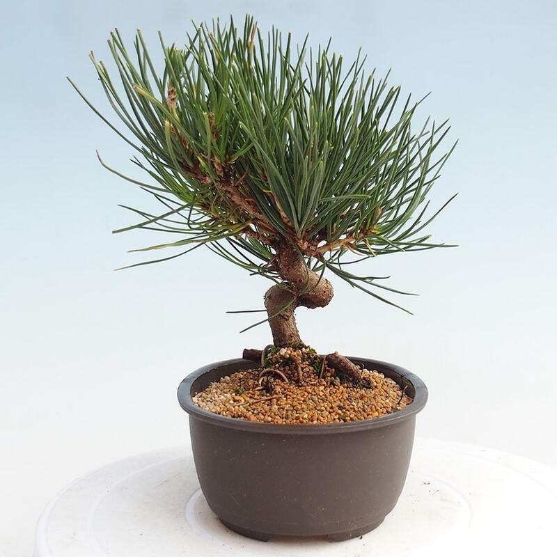 Venkovní bonsai - Pinus thunbergii - Borovice thunbergova