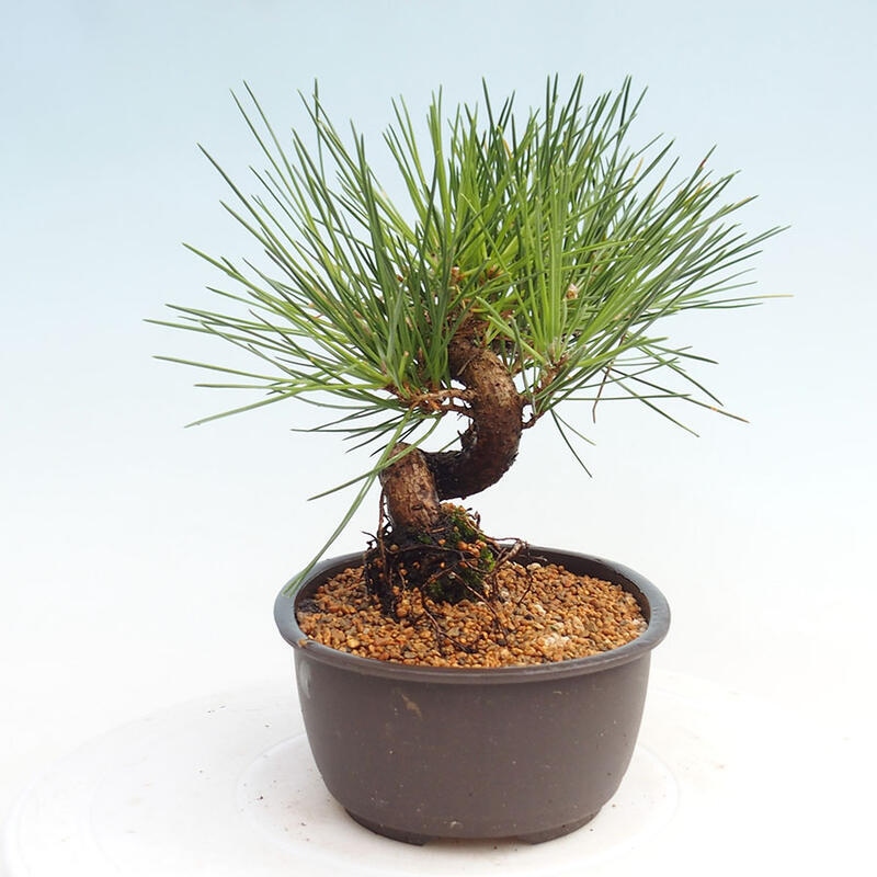 Venkovní bonsai - Pinus thunbergii - Borovice thunbergova