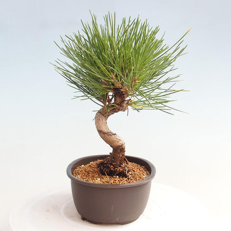 Venkovní bonsai - Pinus thunbergii - Borovice thunbergova