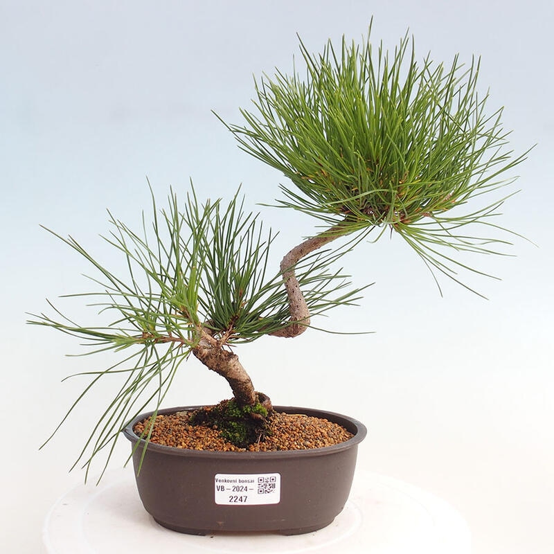 Venkovní bonsai - Pinus thunbergii - Borovice thunbergova