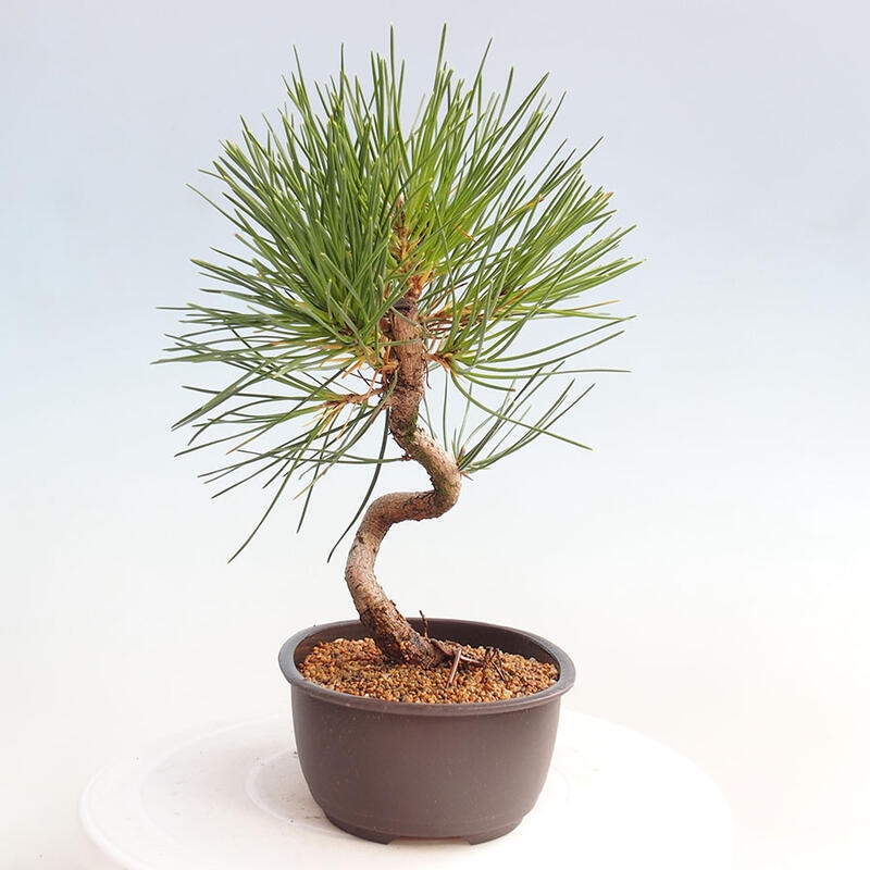 Venkovní bonsai - Pinus thunbergii - Borovice thunbergova