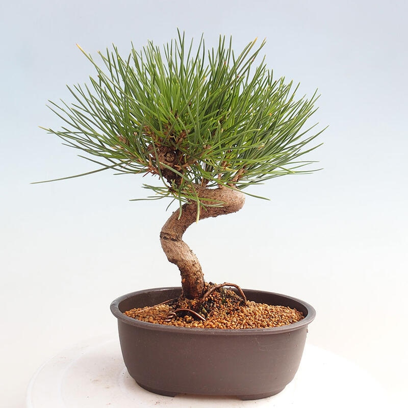 Venkovní bonsai - Pinus thunbergii - Borovice thunbergova