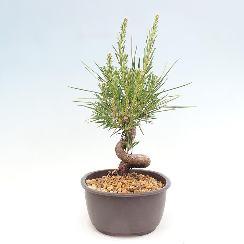 Venkovní bonsai - Pinus thunbergii - Borovice thunbergova