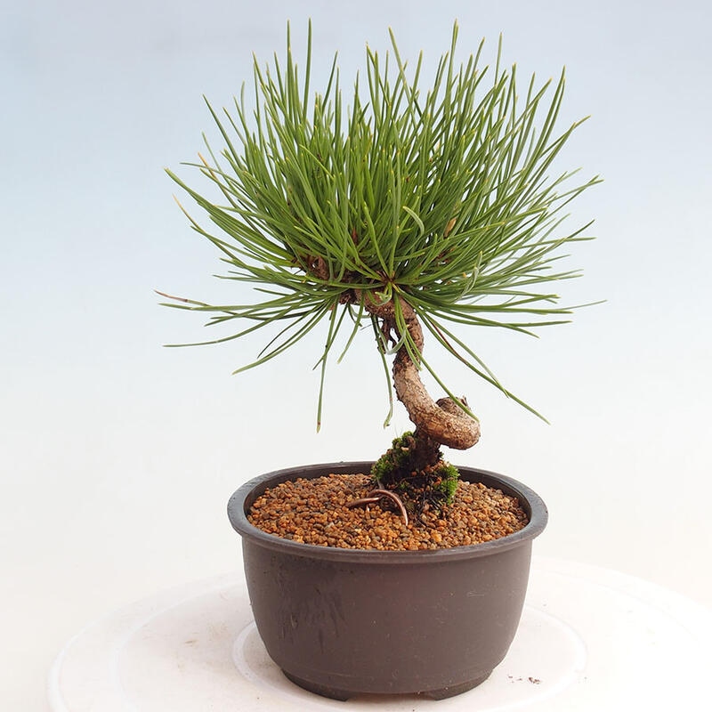 Venkovní bonsai - Pinus thunbergii - Borovice thunbergova