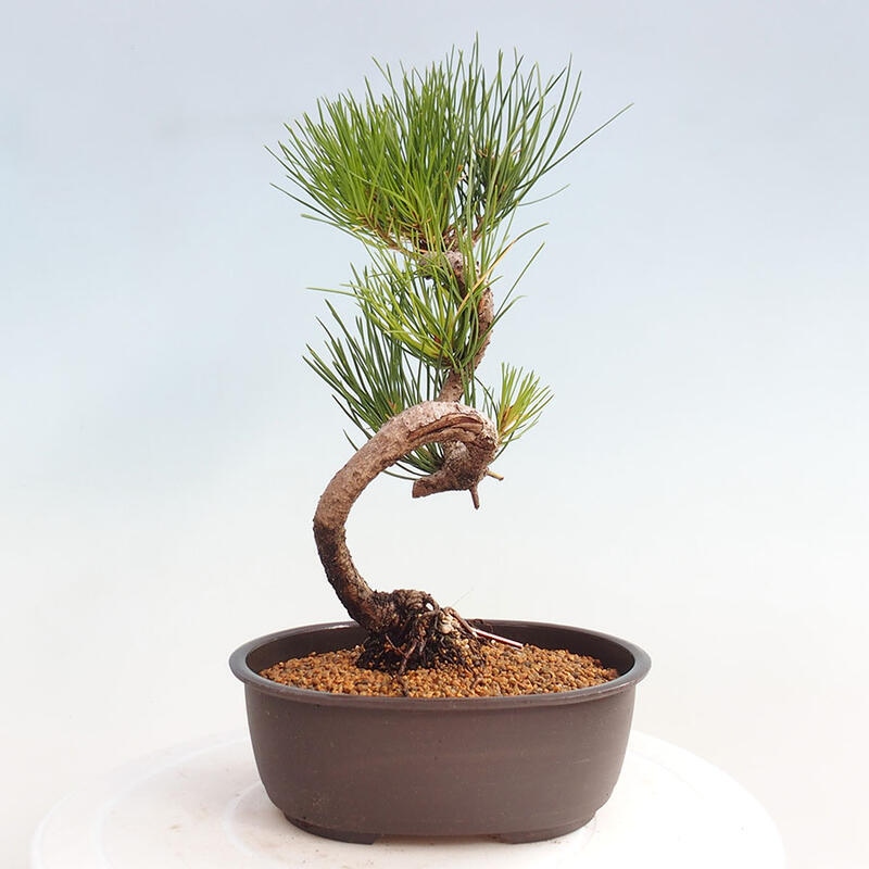 Venkovní bonsai - Pinus thunbergii - Borovice thunbergova