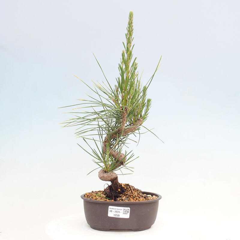 Venkovní bonsai - Pinus thunbergii - Borovice thunbergova