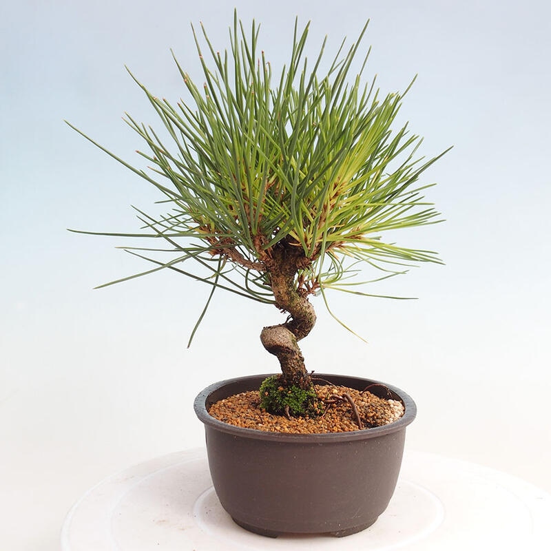 Venkovní bonsai - Pinus thunbergii - Borovice thunbergova