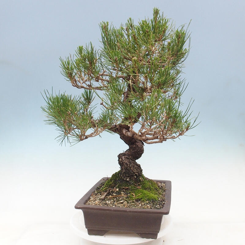 Venkovní bonsai - Pinus thunbergii - Borovice thunbergova