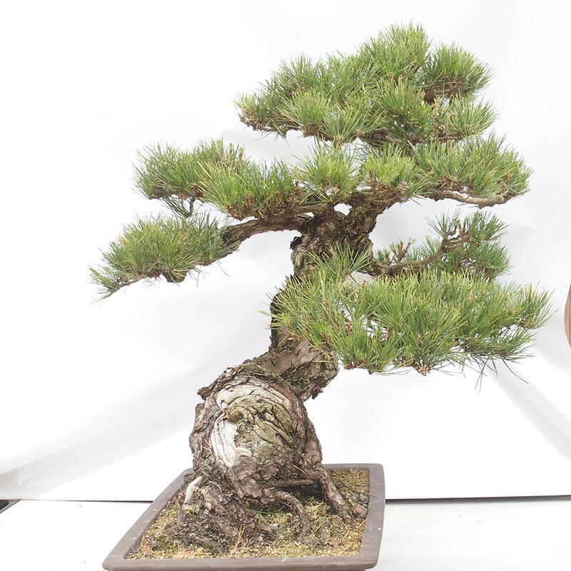 Venkovní bonsai - Pinus thunbergii - Borovice thunbergova