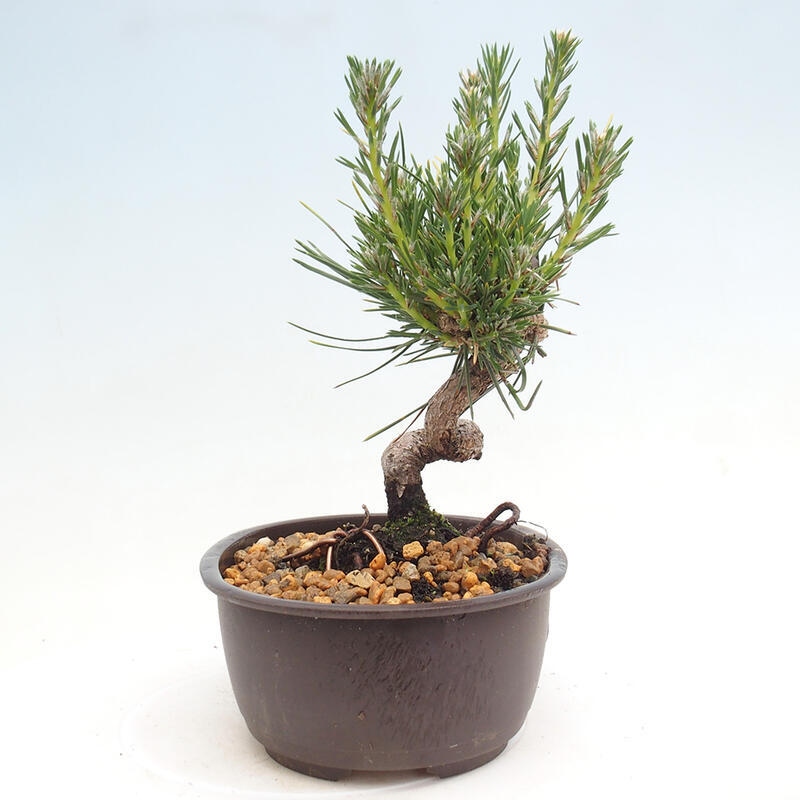 Venkovní bonsai - Pinus thunbergii - Borovice thunbergova