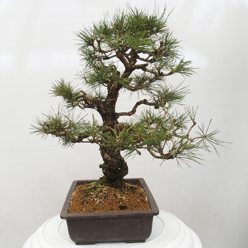 Venkovní bonsai - Pinus thunbergii - Borovice thunbergova