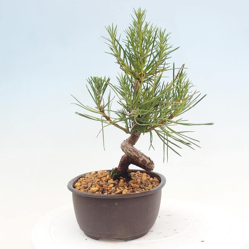 Venkovní bonsai - Pinus thunbergii - Borovice thunbergova