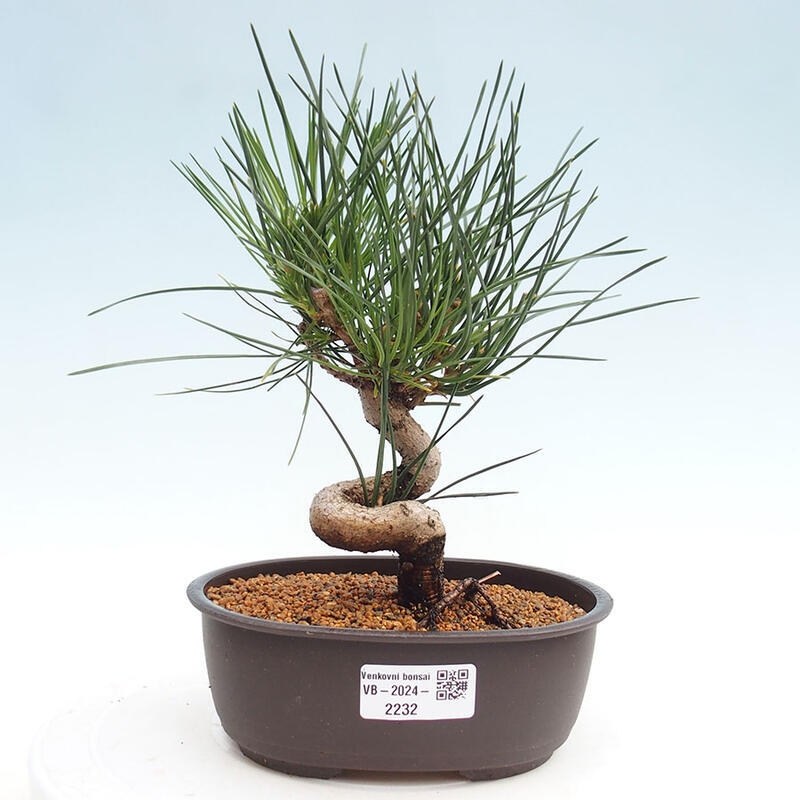 Venkovní bonsai - Pinus thunbergii - Borovice thunbergova