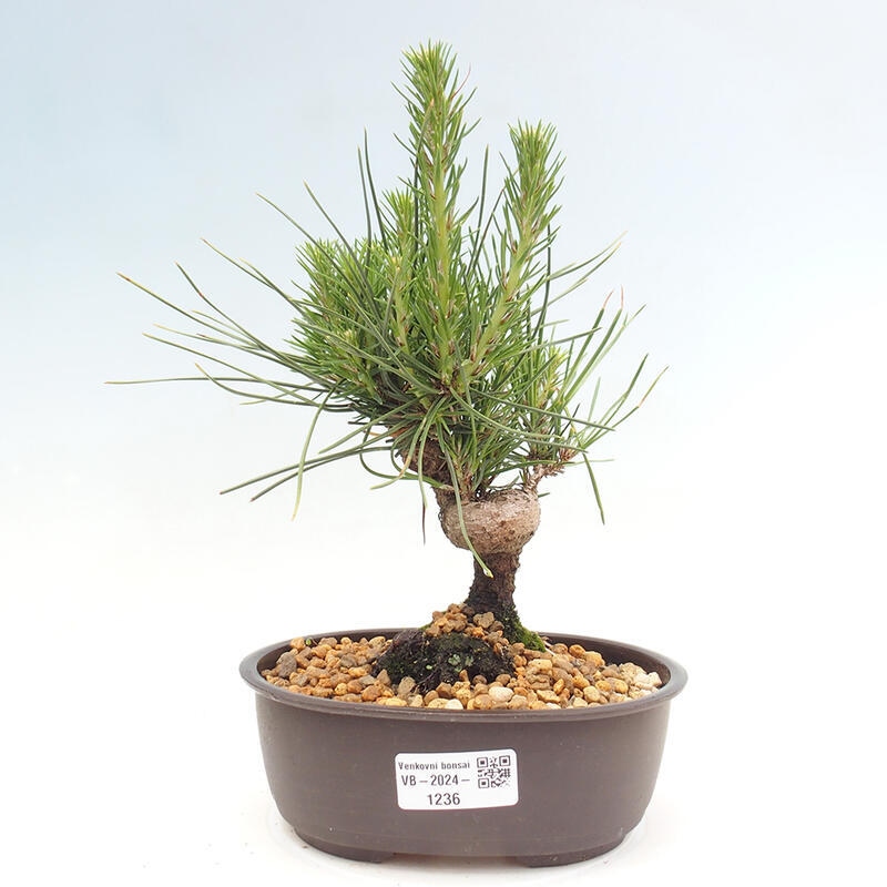 Venkovní bonsai - Pinus thunbergii - Borovice thunbergova