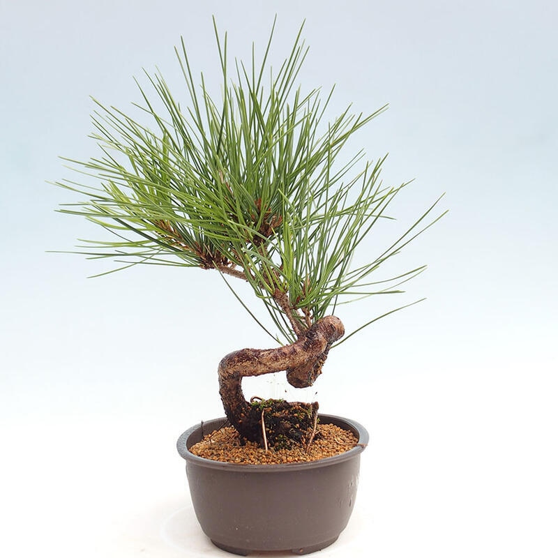 Venkovní bonsai - Pinus thunbergii - Borovice thunbergova