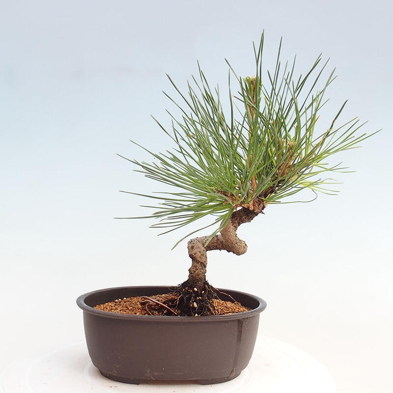 Venkovní bonsai - Pinus thunbergii - Borovice thunbergova