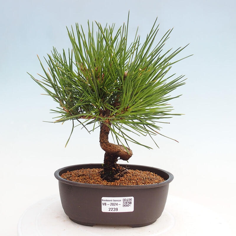 Venkovní bonsai - Pinus thunbergii - Borovice thunbergova