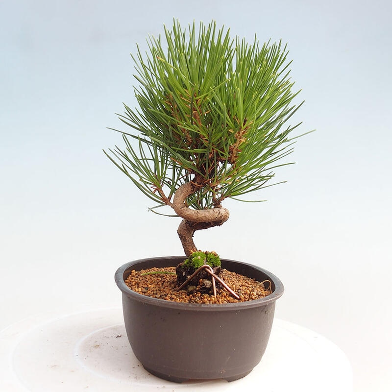 Venkovní bonsai - Pinus thunbergii - Borovice thunbergova