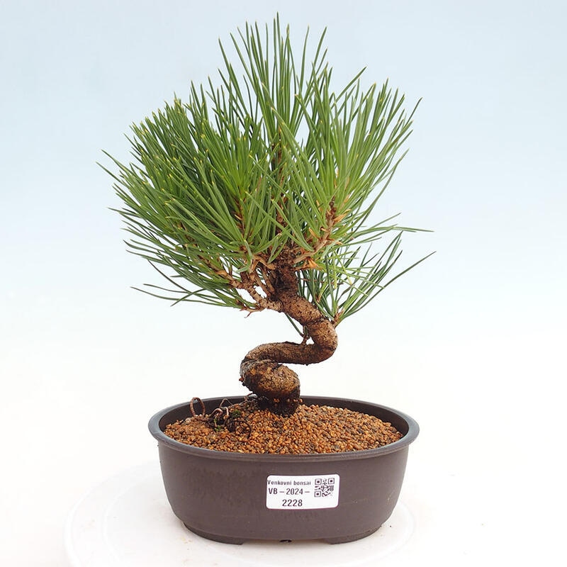 Venkovní bonsai - Pinus thunbergii - Borovice thunbergova