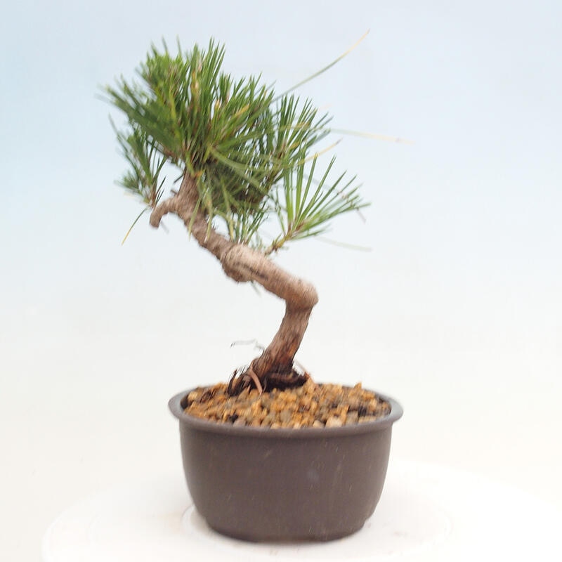 Venkovní bonsai - Pinus thunbergii - Borovice thunbergova