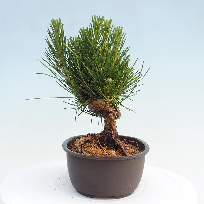 Venkovní bonsai - Pinus thunbergii - Borovice thunbergova