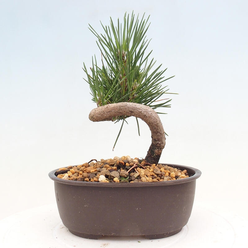 Venkovní bonsai - Pinus thunbergii - Borovice thunbergova