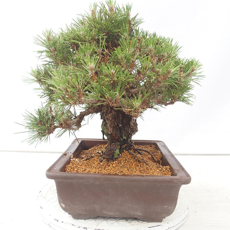 Venkovní bonsai - Pinus thunbergii - Borovice thunbergova