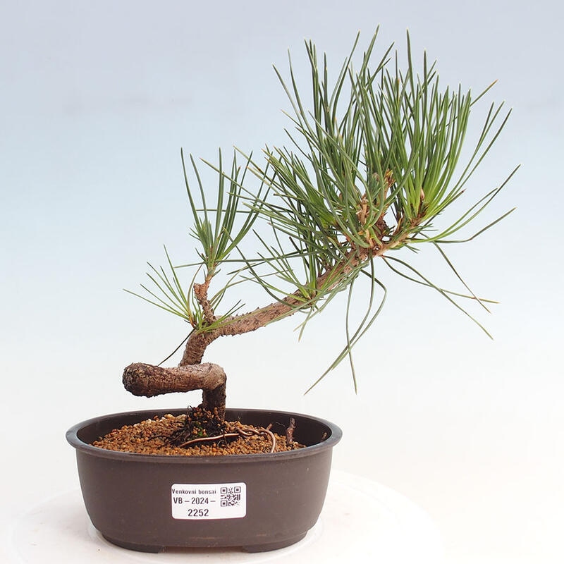 Venkovní bonsai - Pinus thunbergii - Borovice thunbergova