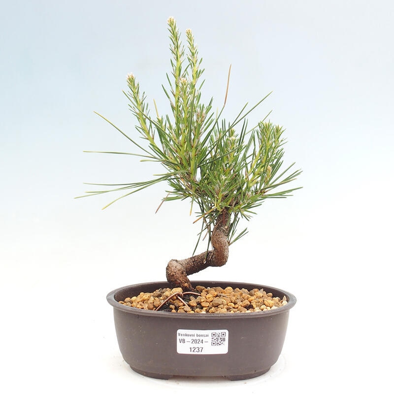 Venkovní bonsai - Pinus thunbergii - Borovice thunbergova