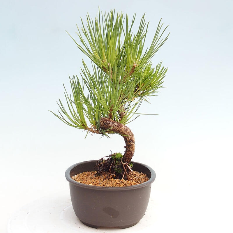 Venkovní bonsai - Pinus thunbergii - Borovice thunbergova