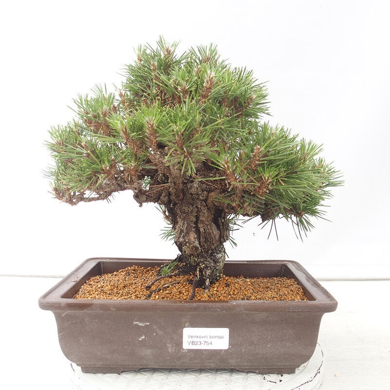 Venkovní bonsai - Pinus thunbergii - Borovice thunbergova