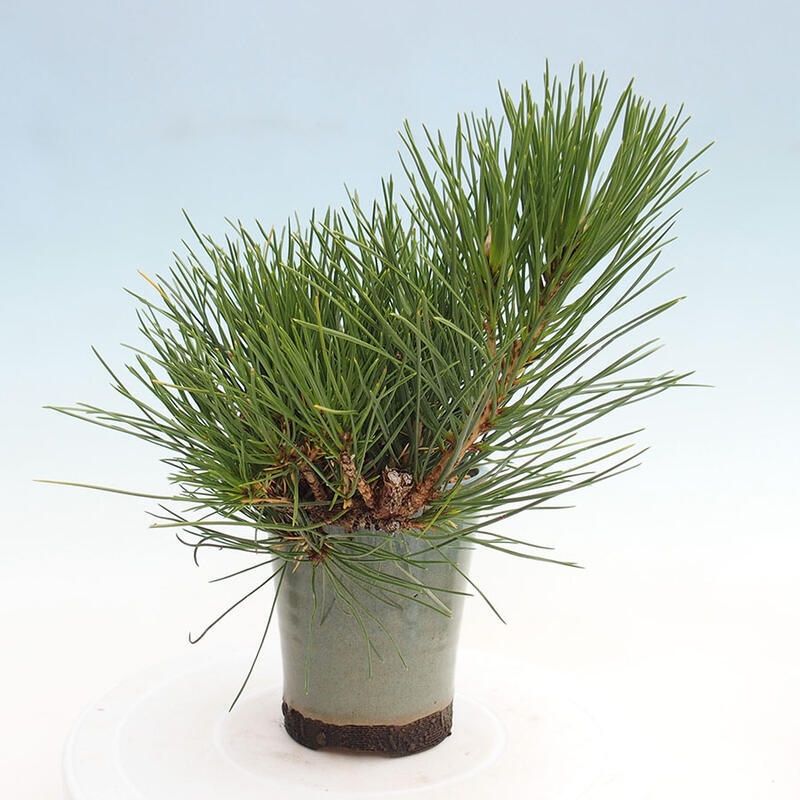 Venkovní bonsai - Pinus thunbergii - Borovice thunbergova