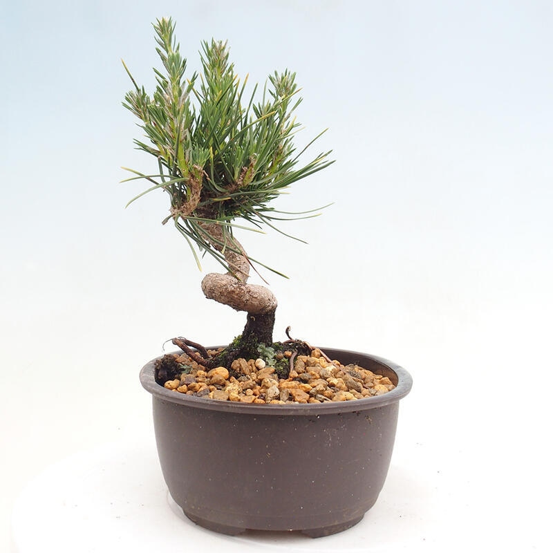 Venkovní bonsai - Pinus thunbergii - Borovice thunbergova