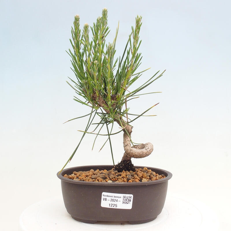 Venkovní bonsai - Pinus thunbergii - Borovice thunbergova