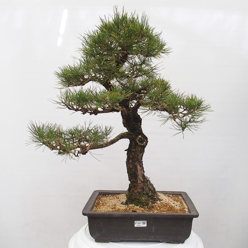 Venkovní bonsai - Pinus thunbergii - Borovice thunbergova