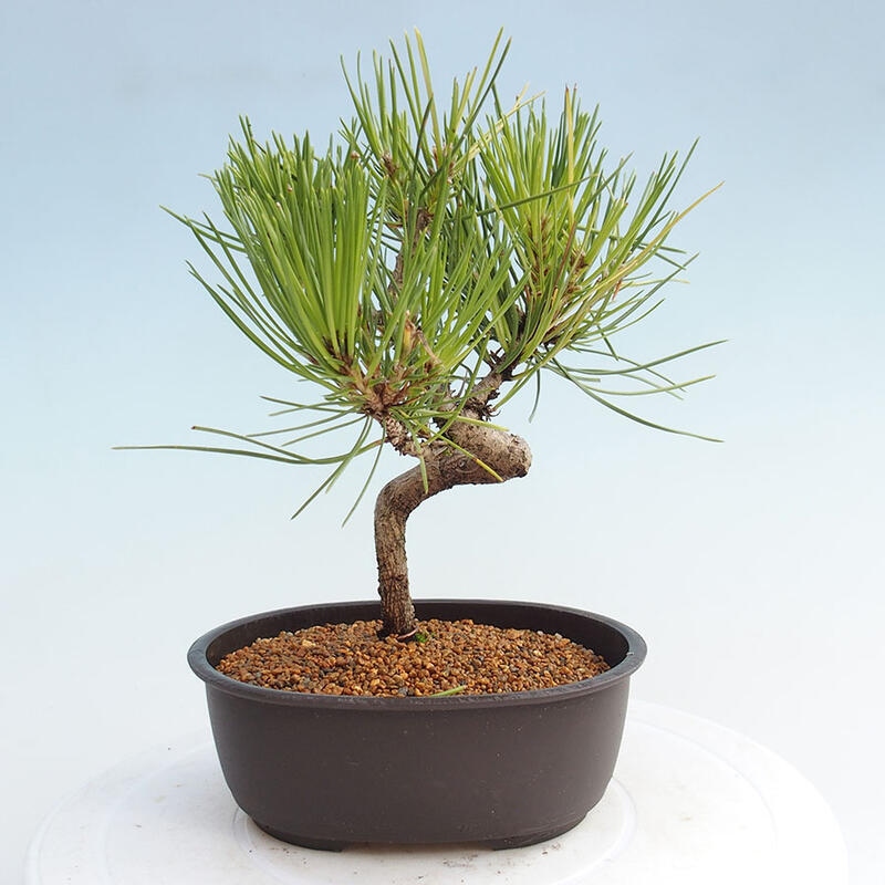 Venkovní bonsai - Pinus thunbergii - Borovice thunbergova