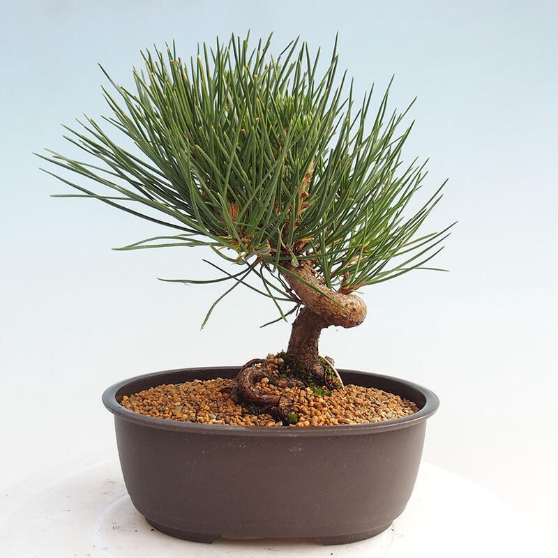 Venkovní bonsai - Pinus thunbergii - Borovice thunbergova