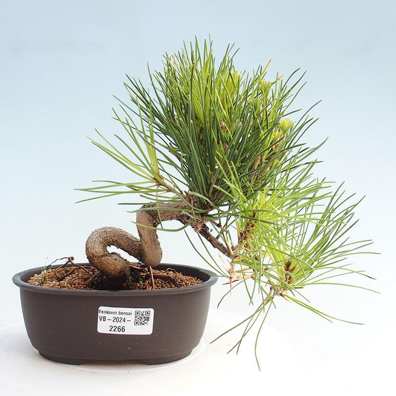 Venkovní bonsai - Pinus thunbergii - Borovice thunbergova