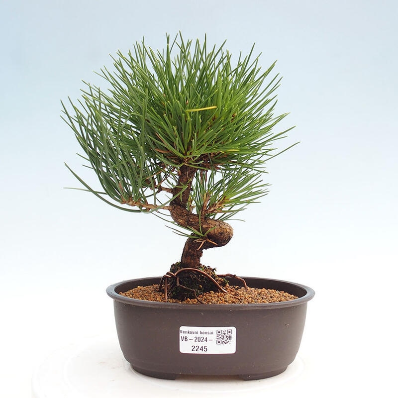 Venkovní bonsai - Pinus thunbergii - Borovice thunbergova