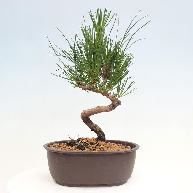 Venkovní bonsai - Pinus thunbergii - Borovice thunbergova