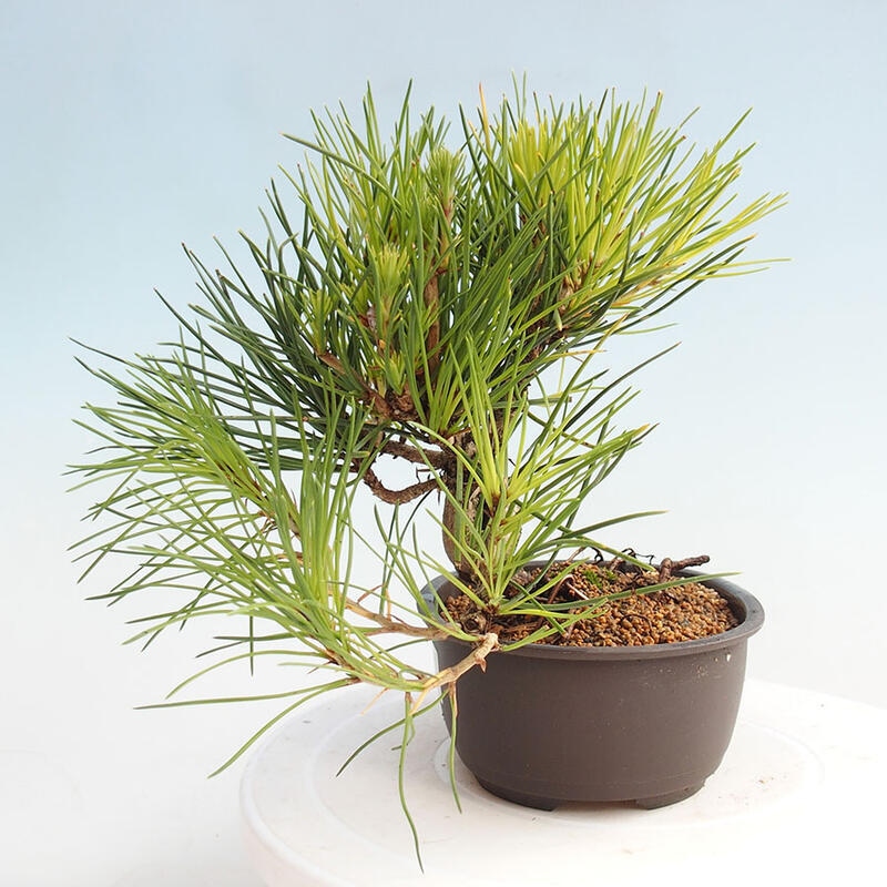 Venkovní bonsai - Pinus thunbergii - Borovice thunbergova