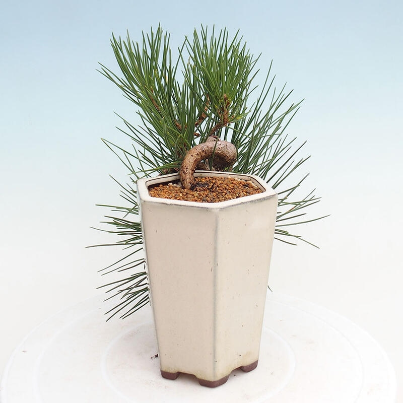 Venkovní bonsai - Pinus thunbergii - Borovice thunbergova