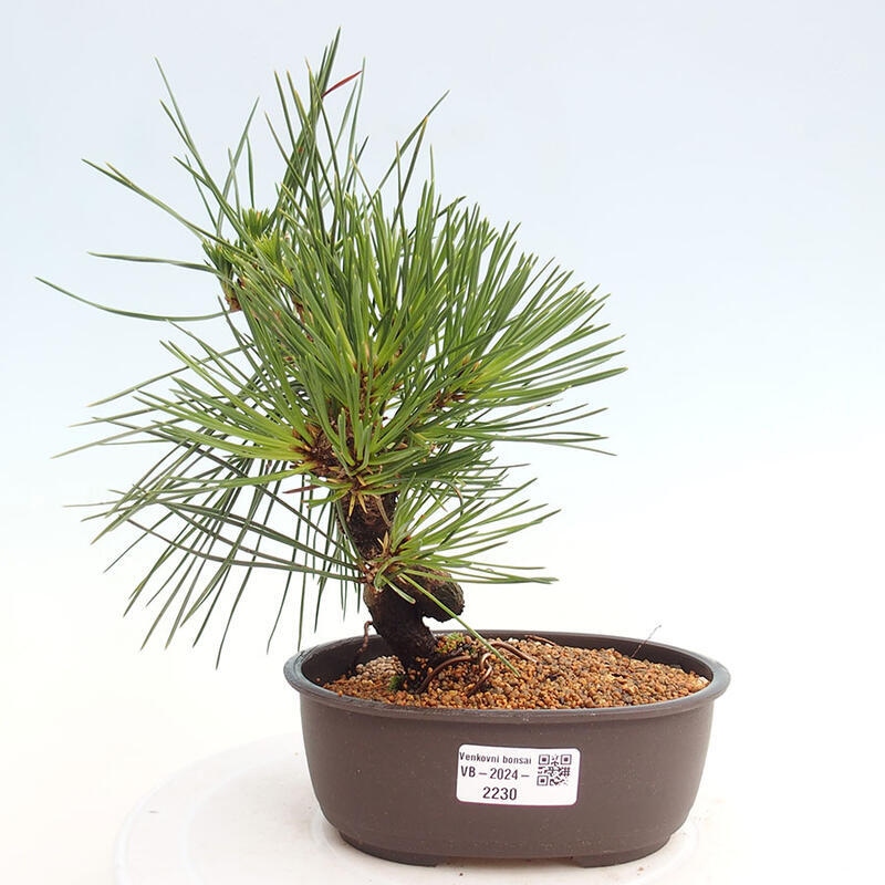 Venkovní bonsai - Pinus thunbergii - Borovice thunbergova