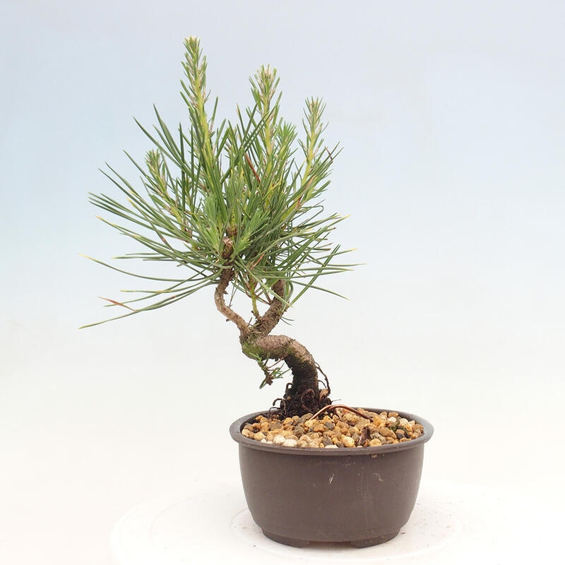 Venkovní bonsai - Pinus thunbergii - Borovice thunbergova