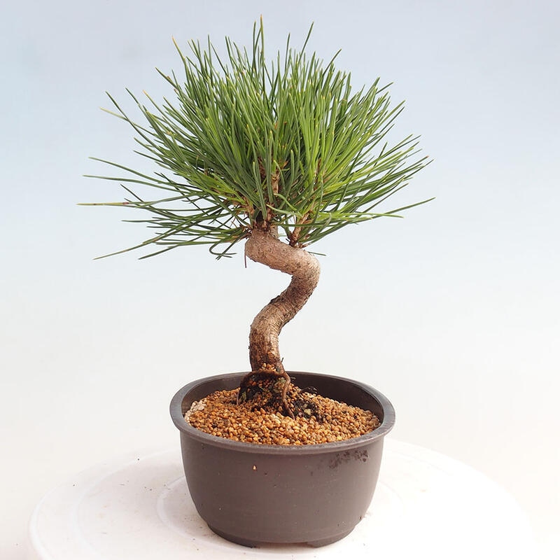 Venkovní bonsai - Pinus thunbergii - Borovice thunbergova